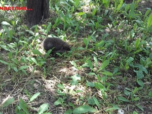Resize-of-20170623_105534